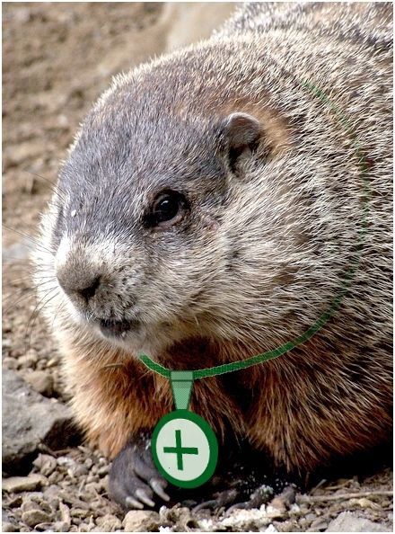 File:Closeup groundhog GA.JPG