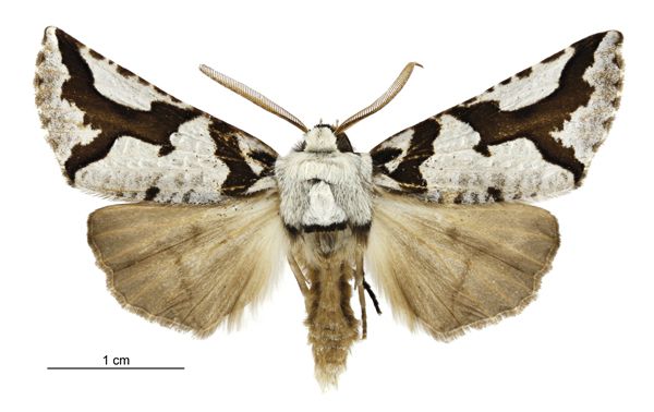 File:Declana egregia male.jpg