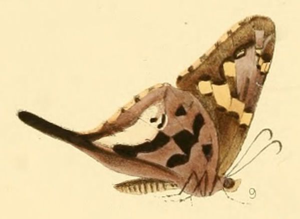 File:Eudamus alcaeus (Codatractus alcaeus).jpg