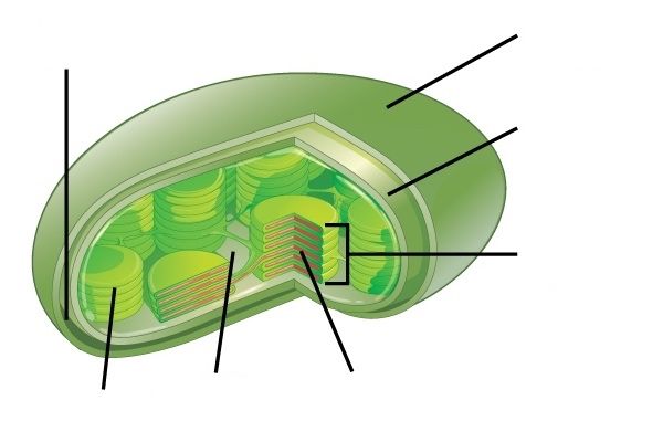 File:Features of a chloroplast (unannotated).jpg