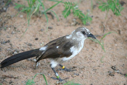 File:Fledgling plumage.jpg