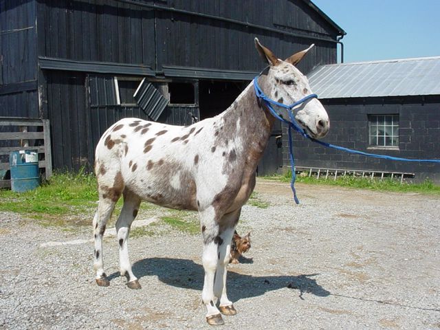 File:Frecklesmule.jpg