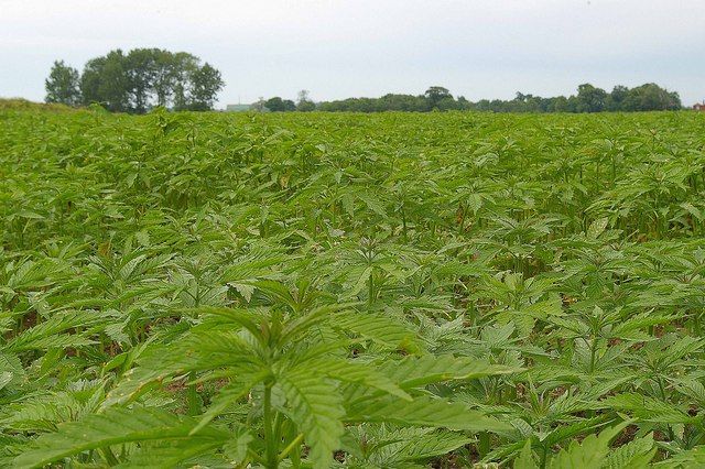 File:Highless Hemp - geograph.org.uk - 181066.jpg