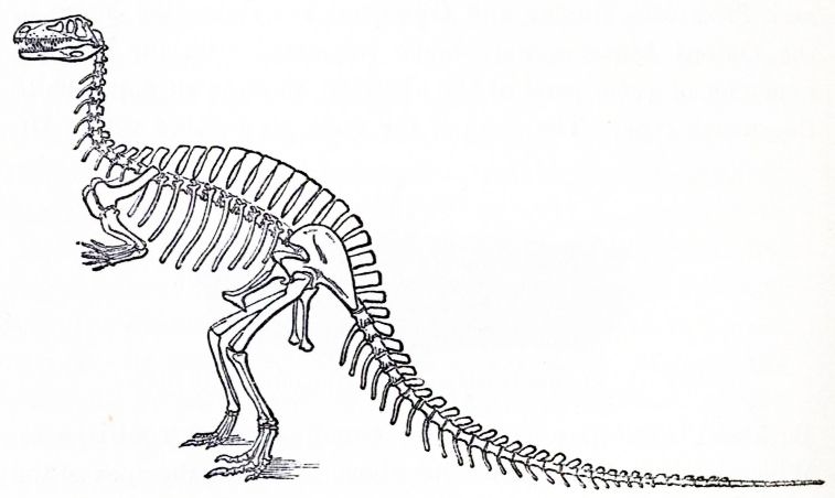 File:Humped Megalosaurus.jpg