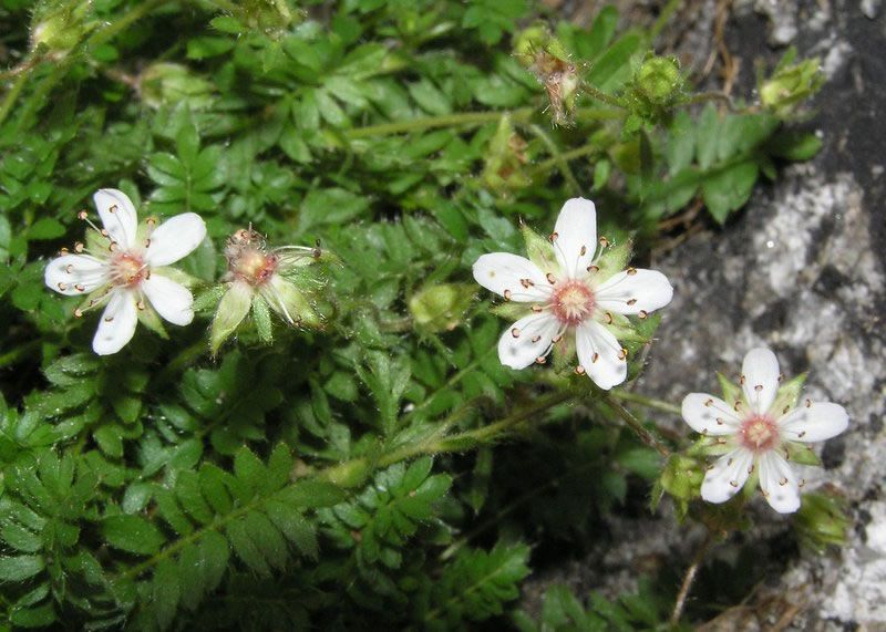 File:Ivesia callida.jpg