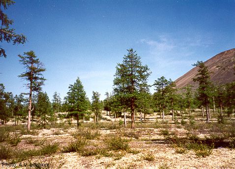 File:Larix gmelinii1.jpg