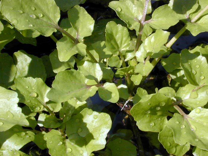 File:Nasturtium lvs.jpg