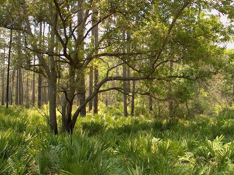 File:OkefenokeeCanalDiggersTrail.wmg.jpg