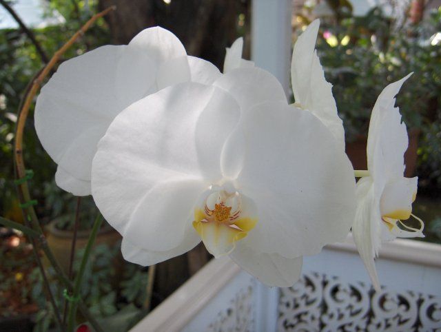 File:Orchid-01-KayEss-1.jpeg