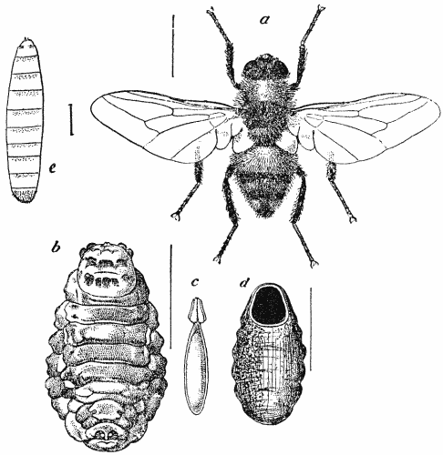 File:Ox Warble-fly.png