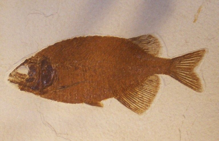 File:Phareodus encaustus.jpg