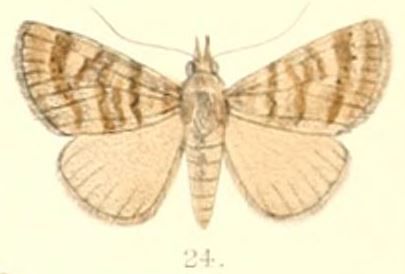 File:Pl.6-24-Hypena denticulata (Moore, 1882) (Apanda dentilineata).JPG