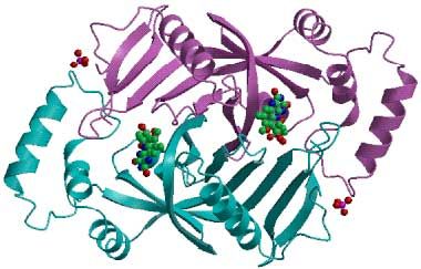 File:Pyridoxin 5'-phosphate oxidase2.jpg