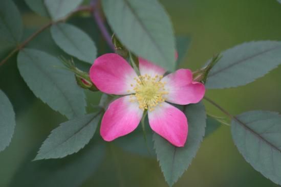 File:Rosa glauca img 2050.jpg