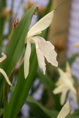 File:Roscoea x beesiana Cream 060705.jpg