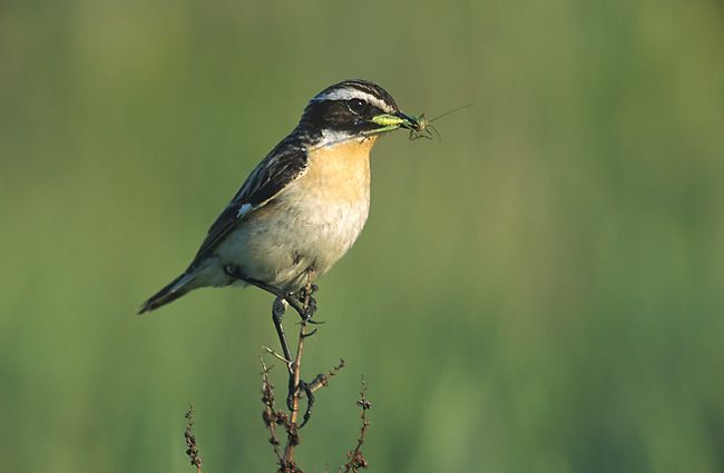 File:Saxicola rubetra 3 tom (Marek Szczepanek).jpg