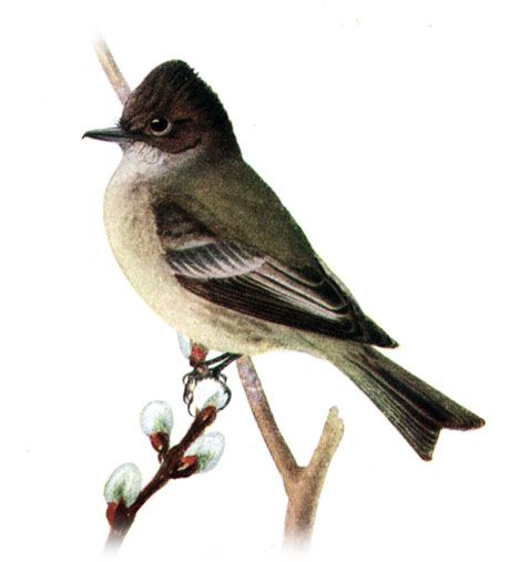 File:Sayornis phoebeAAP067B.jpg