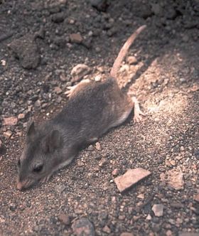 File:Southern grasshopper mouse.jpg