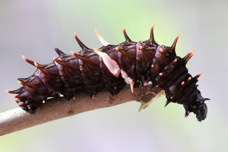 File:Southernbirdwinglarva 01 (2800940663).jpg