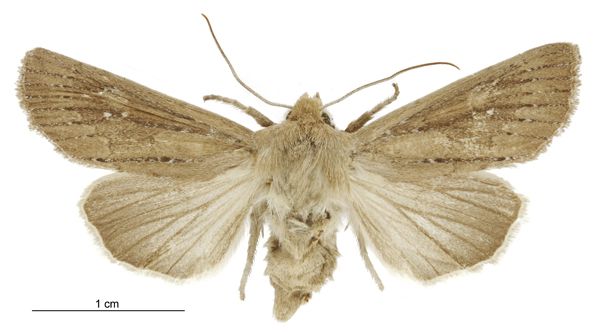 File:Tmetolophota phaula female.jpg