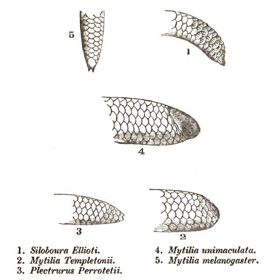 File:UropeltidTails.jpg