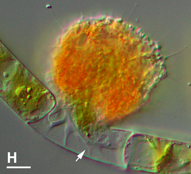 File:Vampyrella lateritia emptying algal cell 2H.png