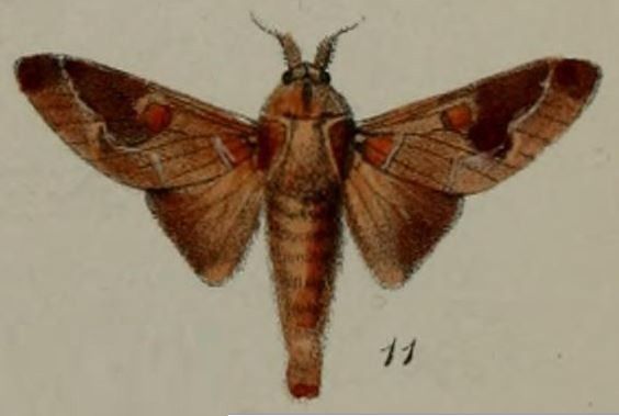 File:11-Megasoma polydora=Streblote polydora (Druce, 1887).JPG