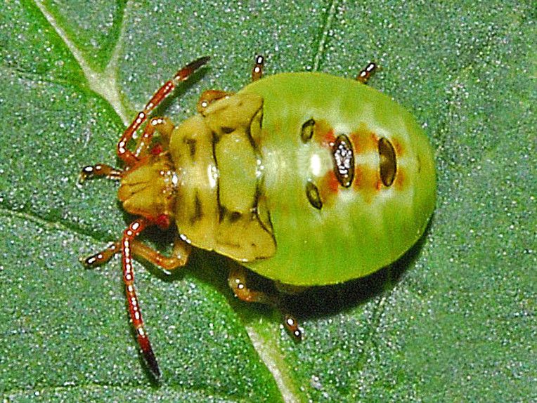 File:Acanthosomatidae - Elasmostethus interstinctus (nymph).JPG