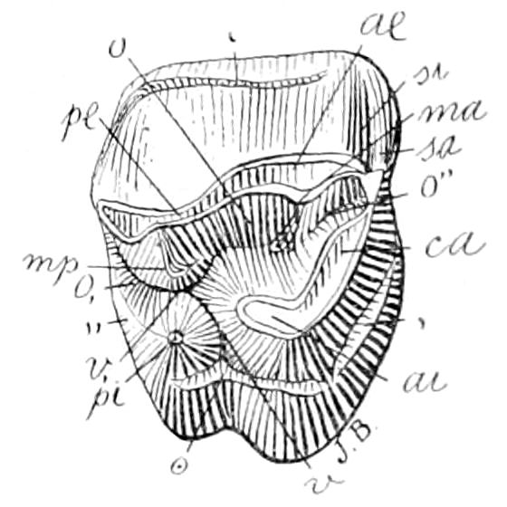 File:Albertogaudrya unica.jpg