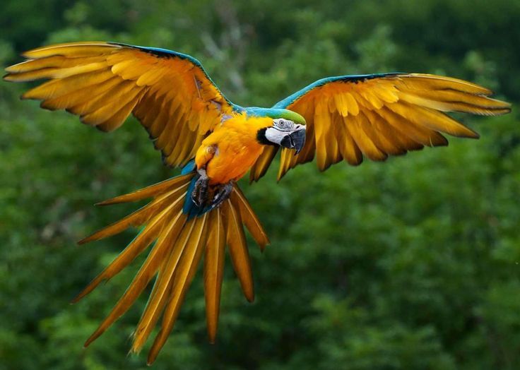 File:Amazon macaw.jpg