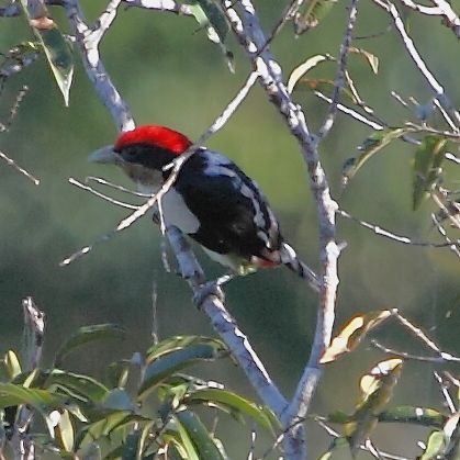 File:Capito dayi - Black-girdled Barbet (male).JPG