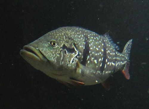 File:Cichla temensis.jpg