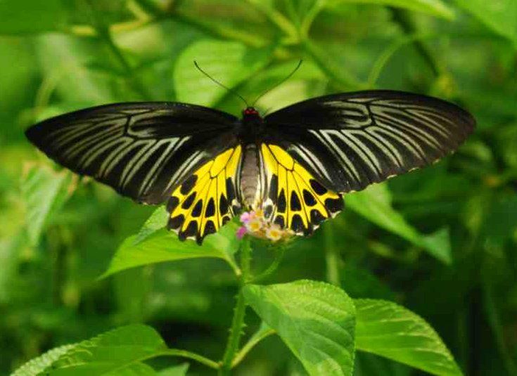 File:Common Birdwing ( সোনাল)01.JPG