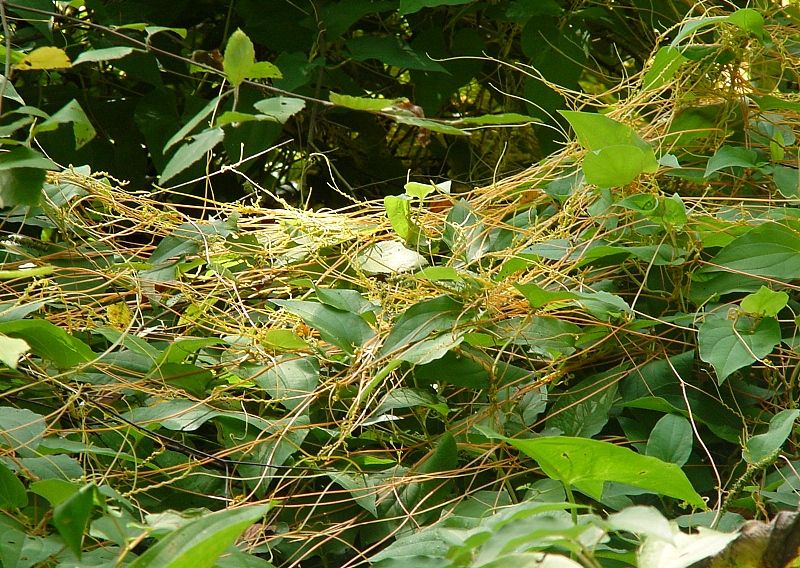 File:Cuscuta fg02.jpg