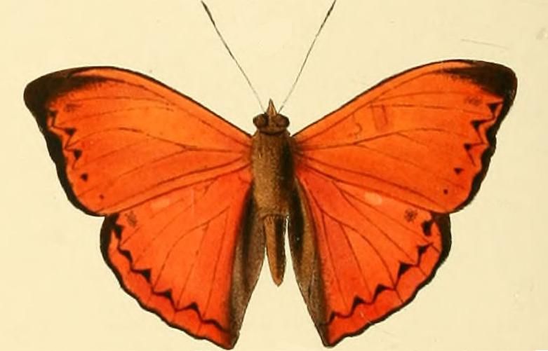 File:Cymothoe coccinata2.JPG