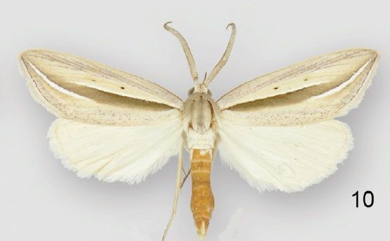 File:Doryodes fusselli male.jpg