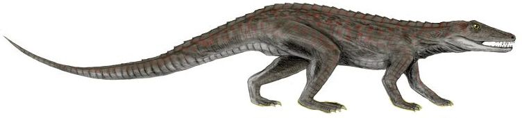 File:Erpetosuchus BW white background.jpg