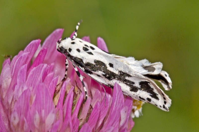 File:Ethmia pusiella.jpg