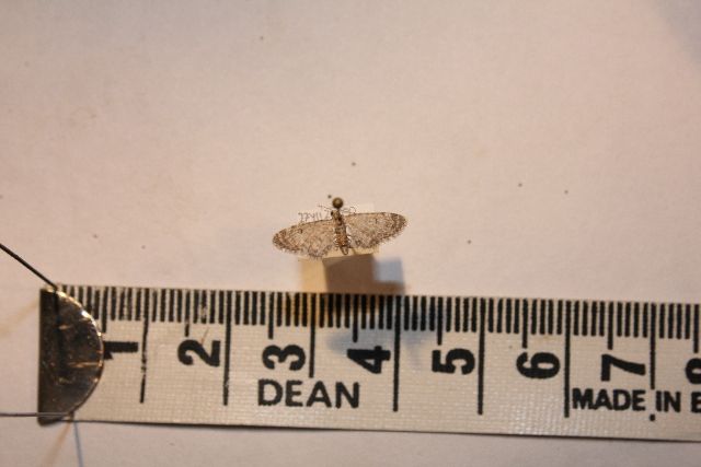 File:Eupithecia minusculata.JPG