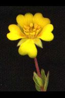 File:Hickmans potentilla tony morosco.jpg