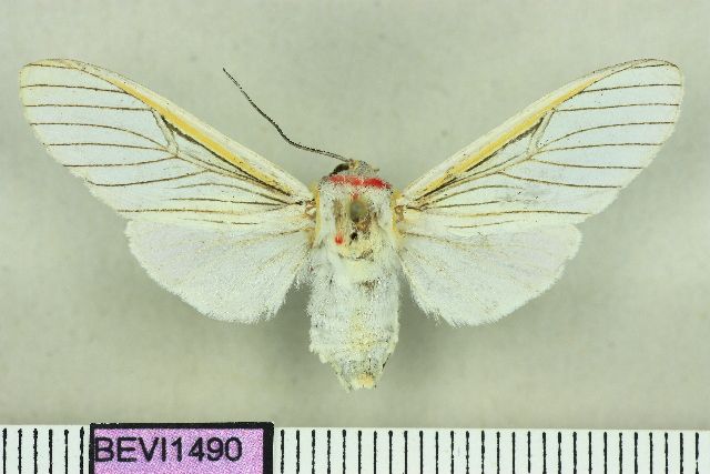 File:Idalus noiva.JPG