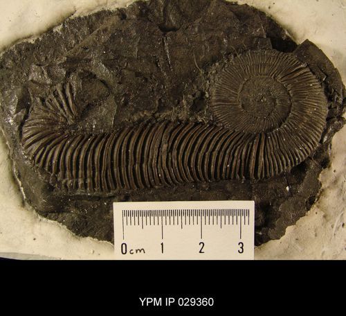 File:Macroscaphites yvanii.jpg