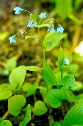 File:Mertensia bella.jpg