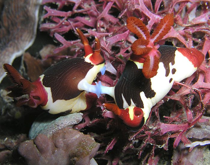 File:Nembrotha rutilans Nick Hobgood.jpg