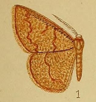 File:Pl.39-fig.01-Cacostegania australis Warren, 1901 (syn.S.glaucichroa).JPG