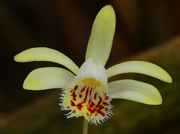 File:Pleione forrestii.jpg