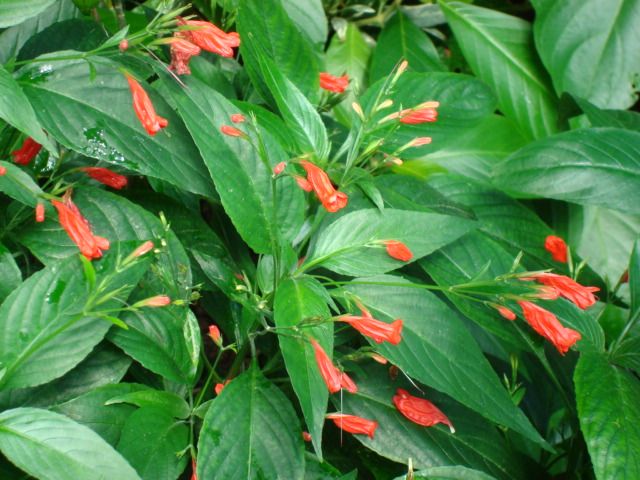 File:Ruellia graecizans.JPG