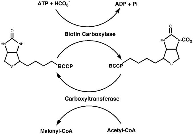 File:Synthesis of Malonyl-CoA.jpg