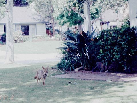 File:Urban coyote.jpg