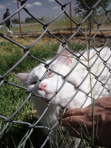 File:Van cat in breeding centre.jpg